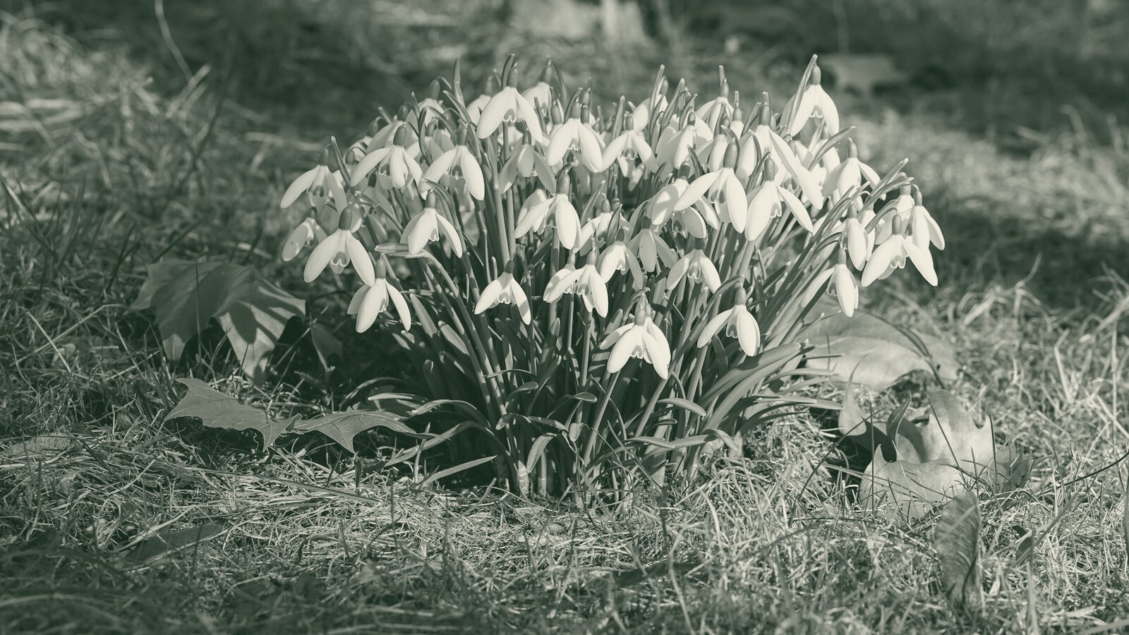 A cluster of white snowdrop flowers blooming in grass